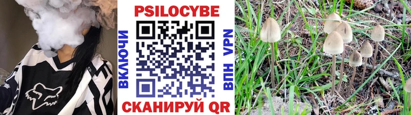 Галлюциногенные грибы Psilocybe  хочу   Звенигово 